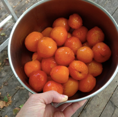 Apricots with Hand