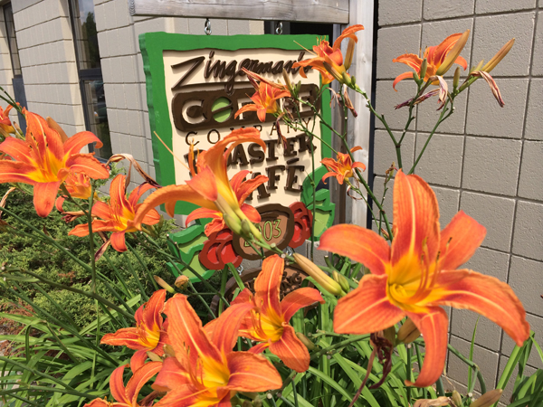 Tiger Lilies exploding outside Zingerman's Coffee Company
