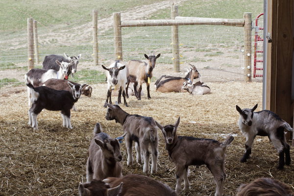 cornman goats