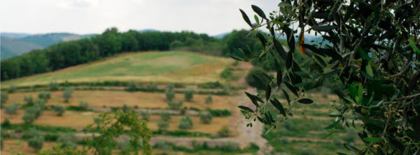 Olives at Castello di Cacchiano in Tuscany