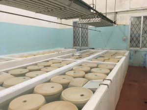 Wheels of Parmigiano Reggiano bobbing in salt brine