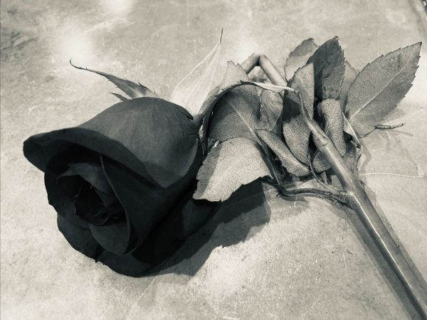 a sepia-toned photo of a rose with a bent, broken stem