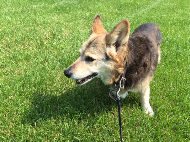 Jelly Bean the corgi from Ann Arbor