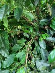 Our Experimental Coffee Trees