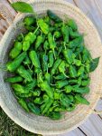 Pan Fried Padron Peppers