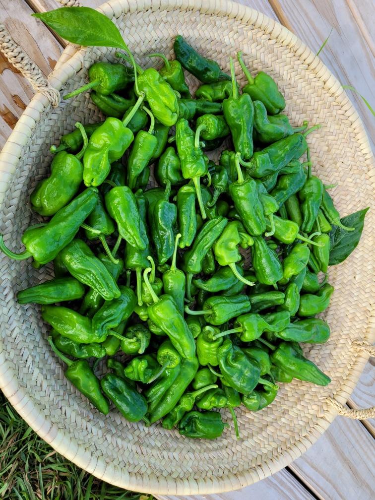 Pan Fried Padron Peppers Zingerman's Community of Businesses