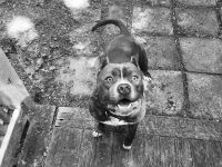black and white photo of Blu, a pit bull with front paws up on a step looking up at the camera